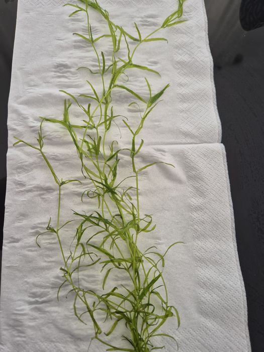 Planta para aquario 20 a 30 cm