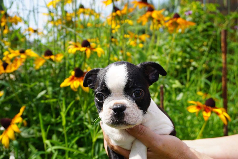 Śliczna sunia boston terrier FCI