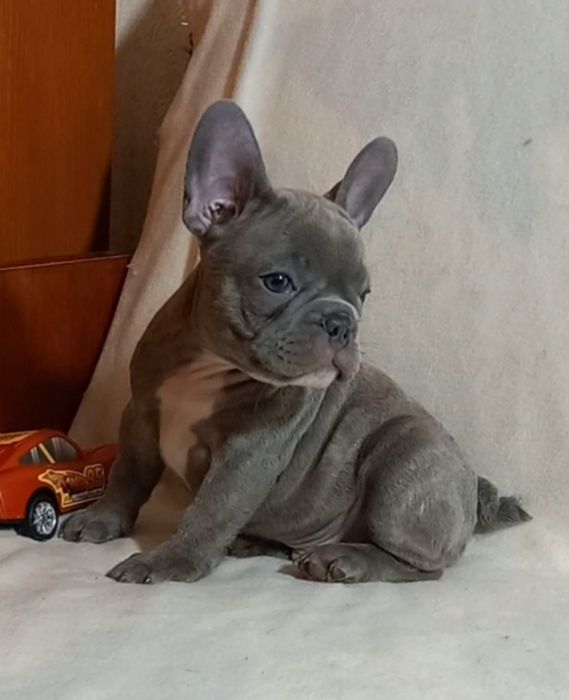 Хлопчик французького бульдога