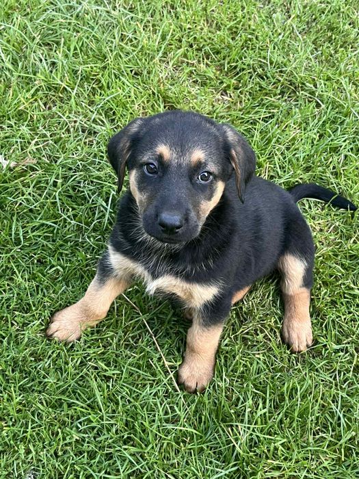 Oddam szczeniaczki (mieszaniec labradora i owczarka)