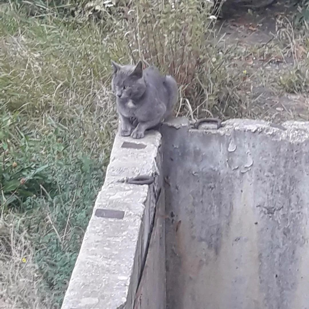 Отдам серого кота,  метис русской голубой