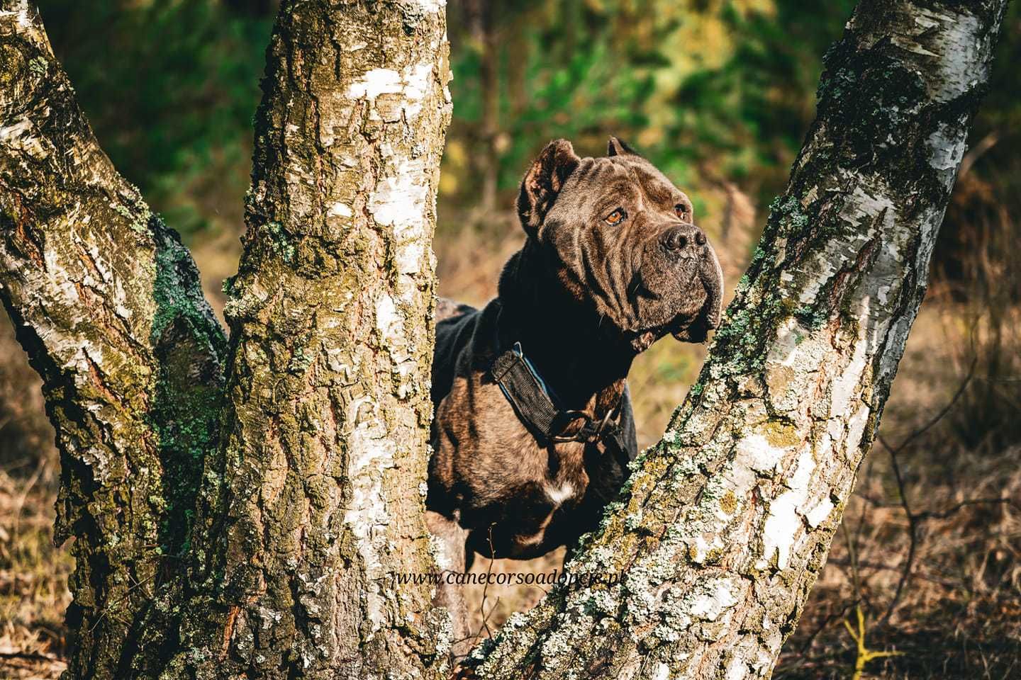 Ariel cane corso do adopcji.