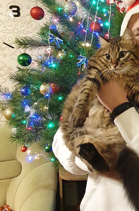 Віддам кішку в добрі руки