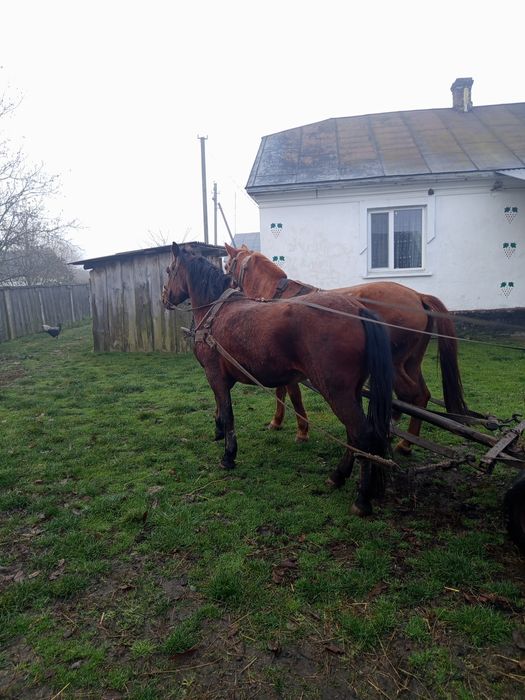 Продам робочі коні