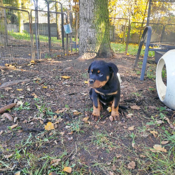 Rottweiler, śliczne szczenię FCI