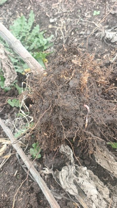 Земельна ділянка оренда