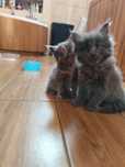Maine Coon kocięta