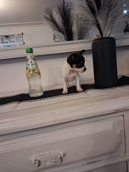 Pinscher miniatura tricolor - fêmea