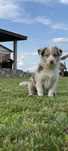 Urocza sunia Border Collie