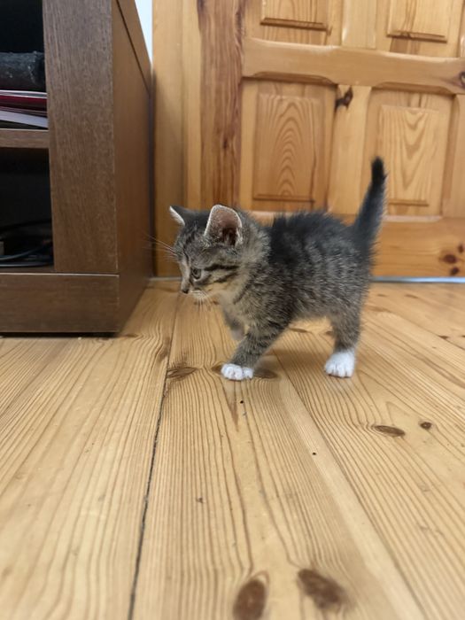 Do adopcji: słodkie kocięta szukają kochających domów