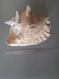 Ракушка океаническая Стромбус, 23 см