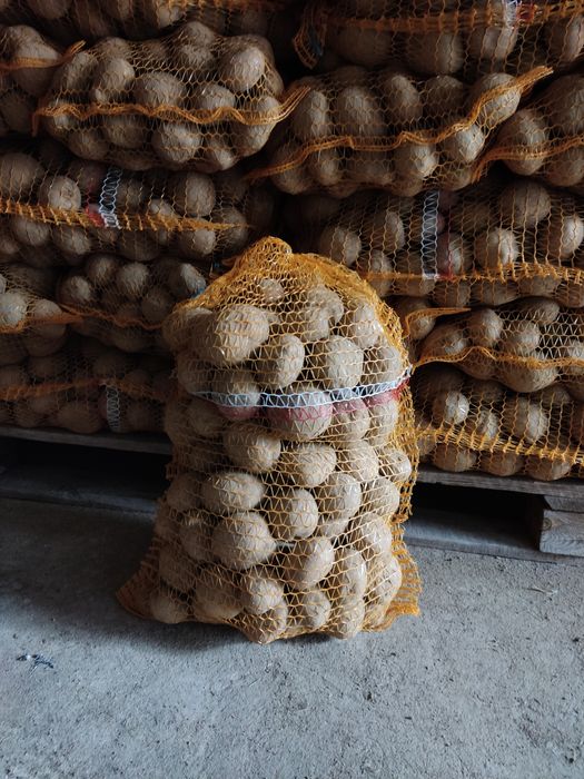 Ziemniaki jadalne Vineta/Denar/Bellarosa