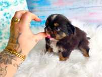 ***Tri color cudowny długowłosy maluszek chihuahua***
