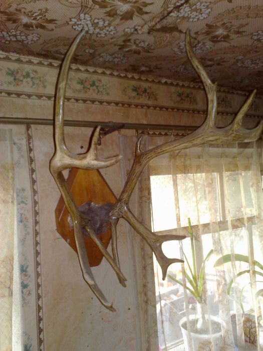 Оленьи рога тундра