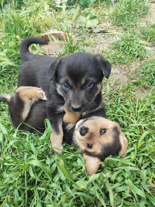 Віддам в добрі руки цуценят - лабрадворчиків