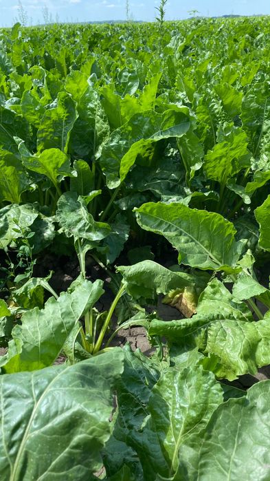 Найм комбайнів по збиранню цукрового буряку