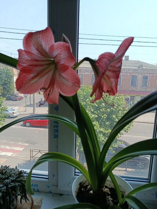 Кімнатна рослина Амарилліс