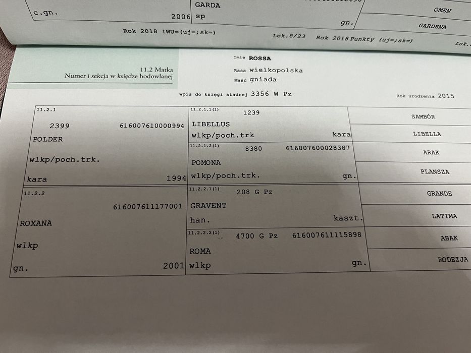 Klacz wielkopolska po Galapagosie 8 msc