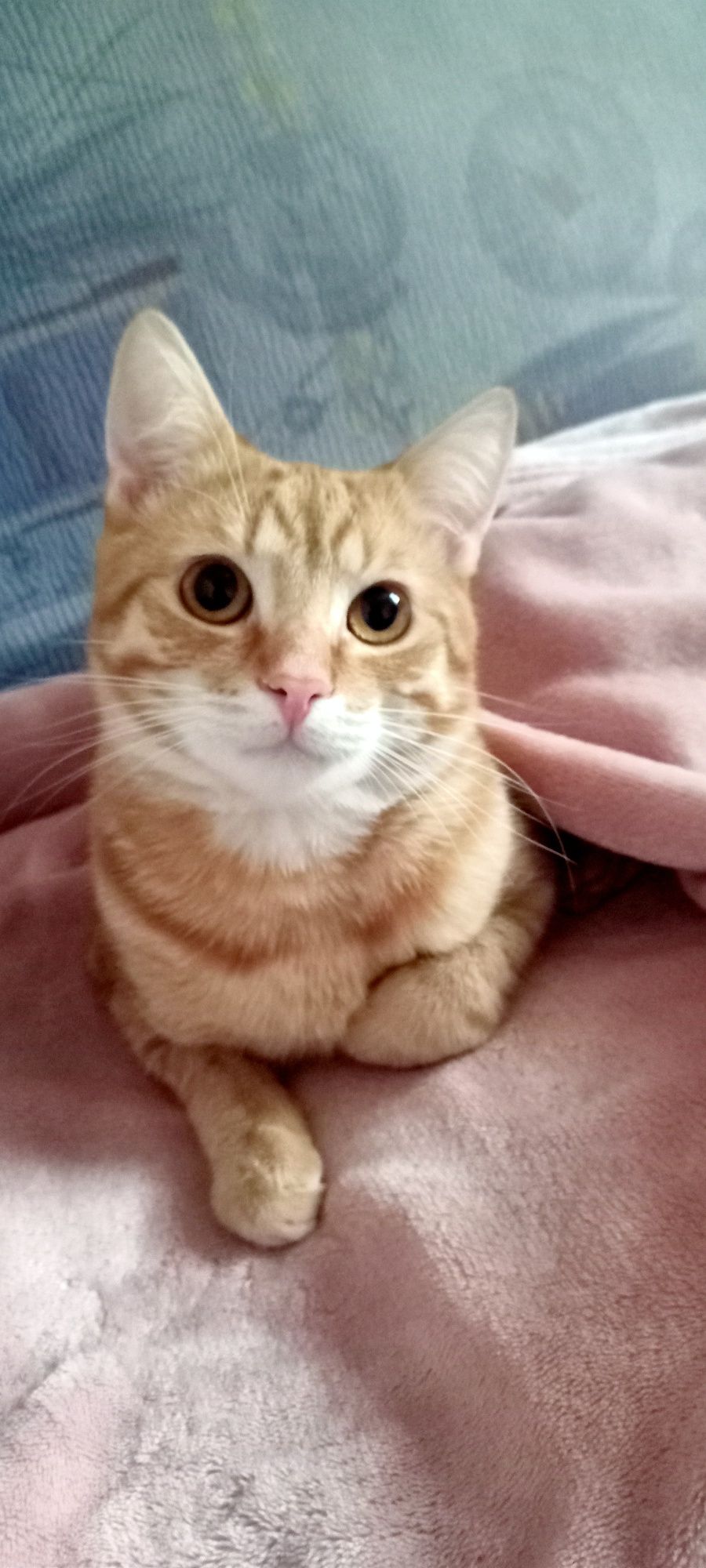 Рижий котик, рудий котик, ніжний котик, котик шукає дім