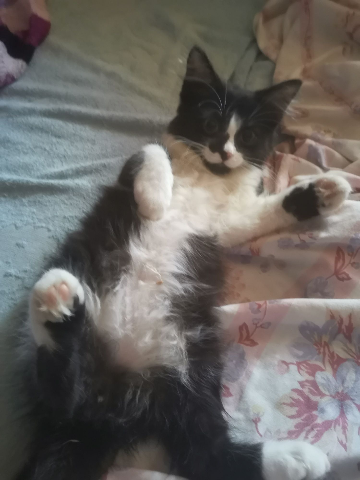 Котик в Добрі руки.