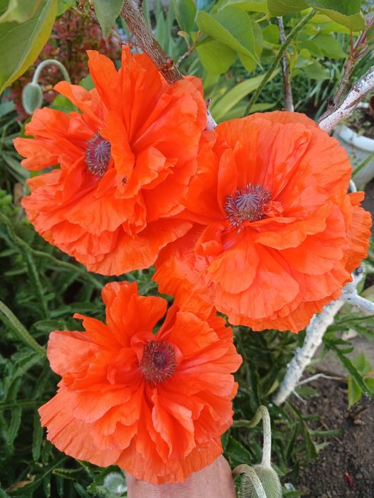 Садовые цветы. Обмен.