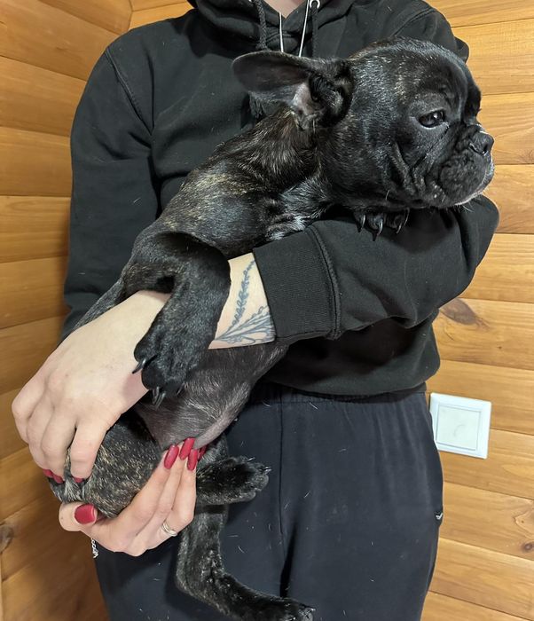 Сестрички француженкі.