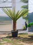 Juka , yucca Treculeana, palma