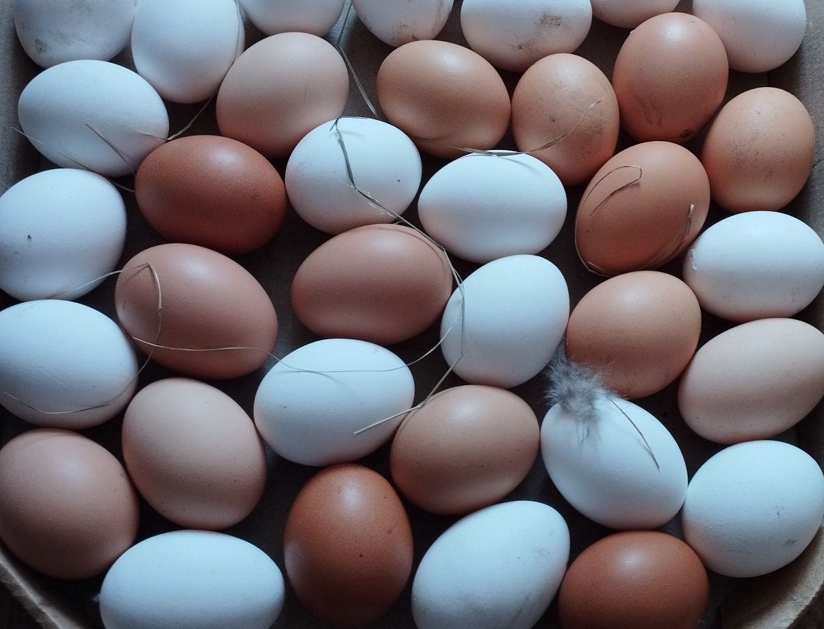 Яйця домашні натуральні