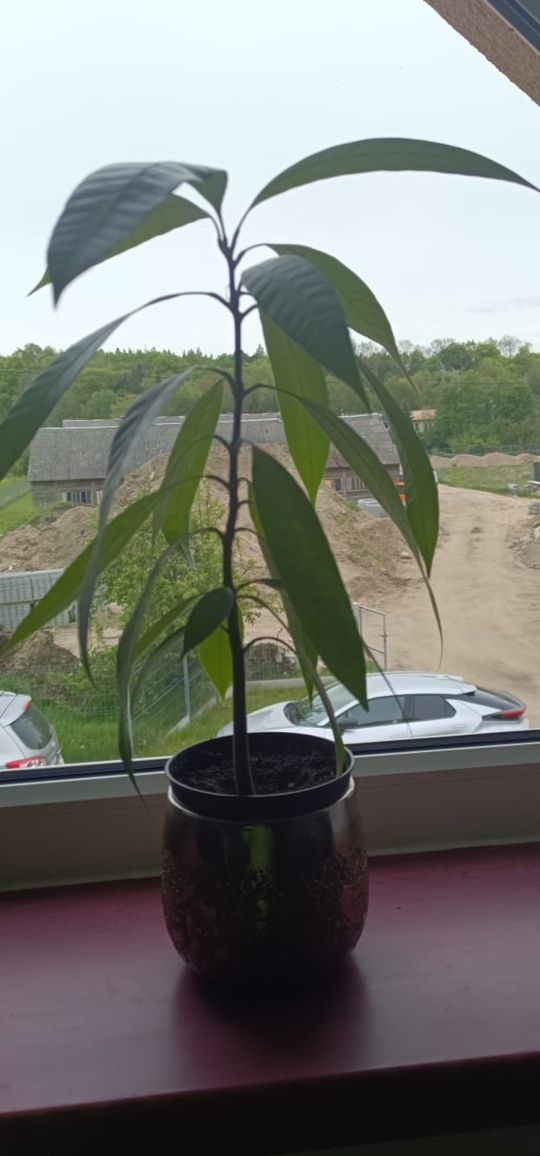 Drzewko mango rozłożyste