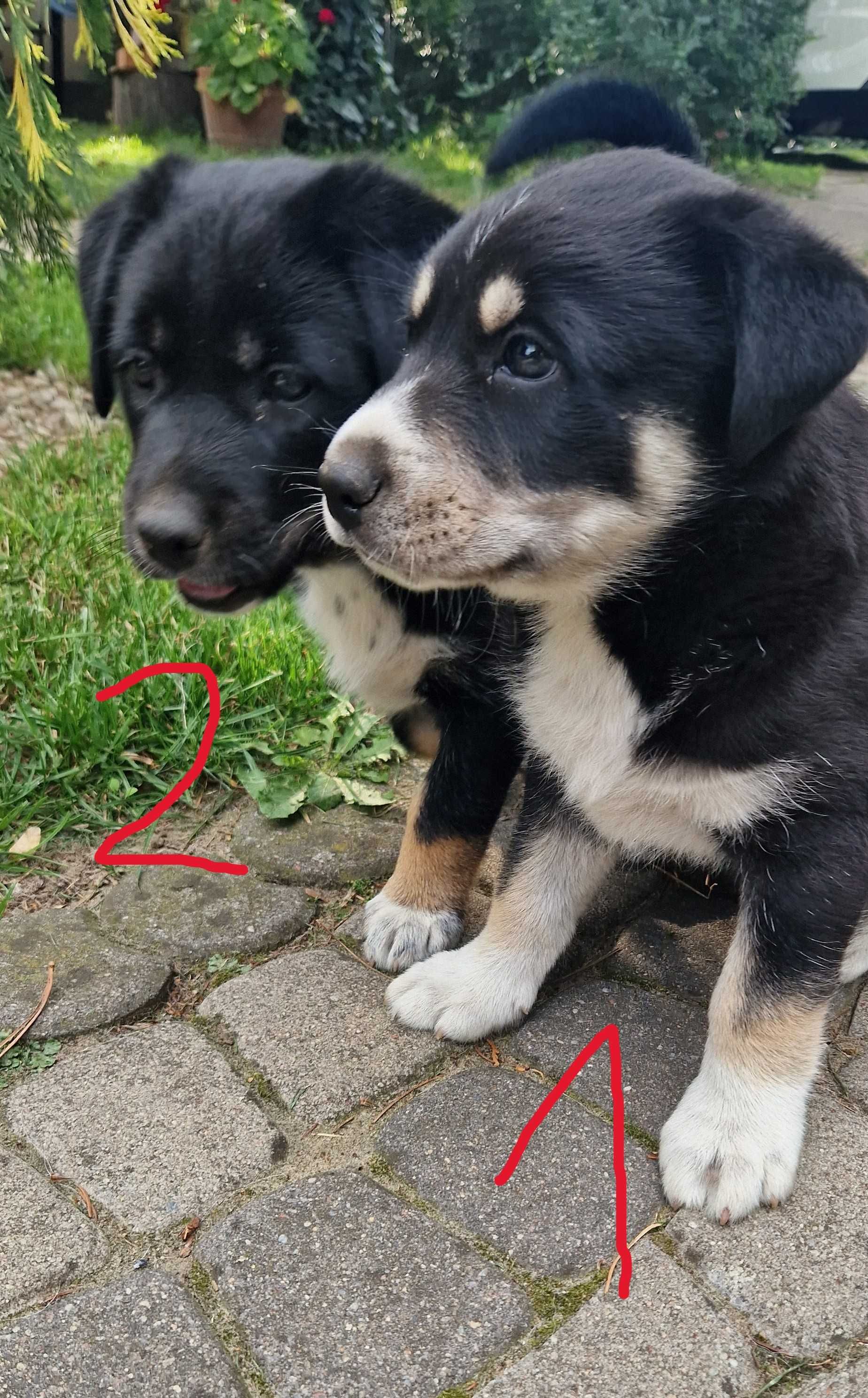 Szczenięta Syberian Husky