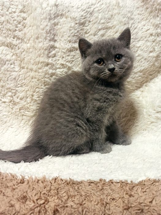 Gatinha Scottish Straight