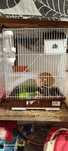 Gaiolas para hamster