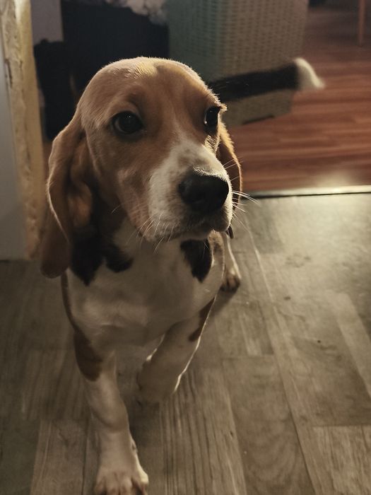 Filhote Beagle fêmea
