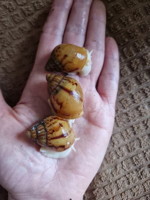 Achatina Achatina Tiger підліток