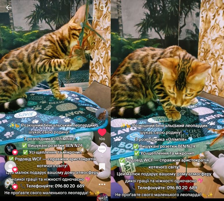 Бенгальські кошенята з родоводом WCF.