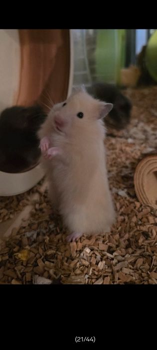 Chomik syryjski długowłosy białe śnieżynki i biszkoptowe