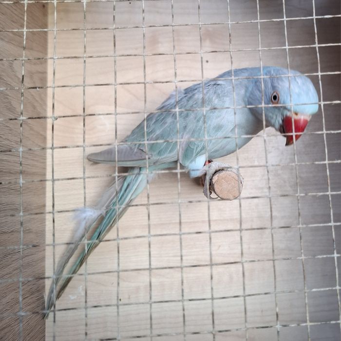 Aleksandretta obrożna 2024