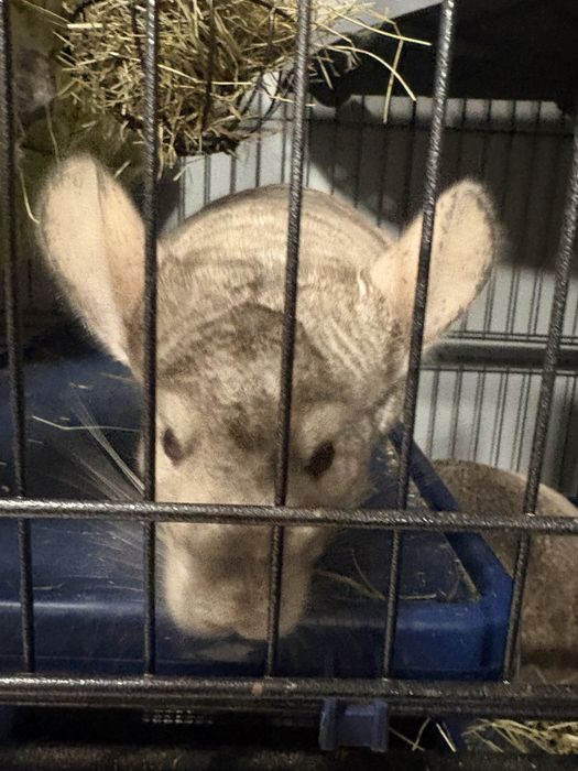 Szynszyle dwie samiczki