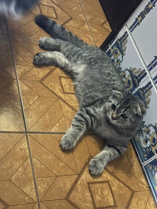 Gato scottish Fold