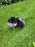 Prześliczny pomeranian  mini chlopiec,