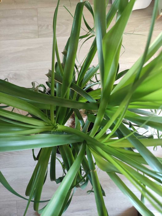 Nolina - stopa słonia