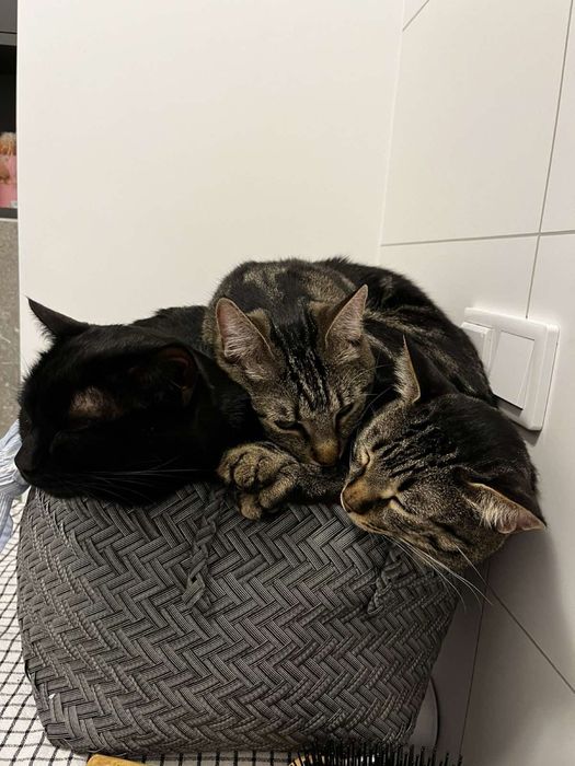 Два братики котики шукають сімʼю