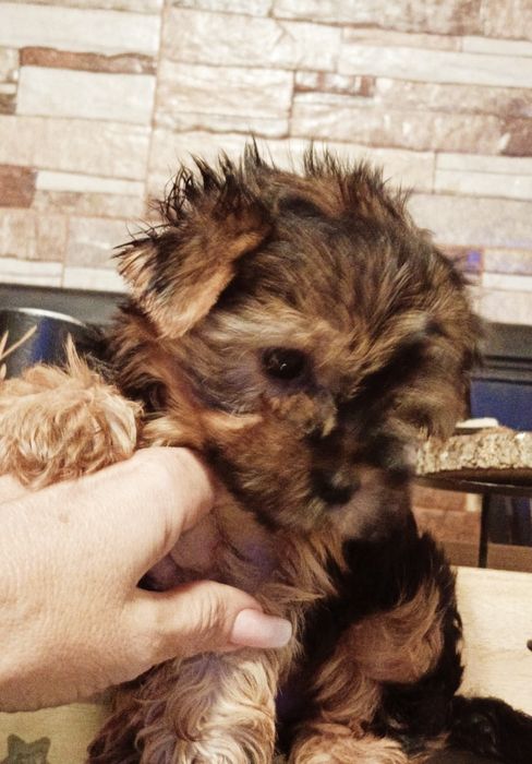 Yorshire disponível