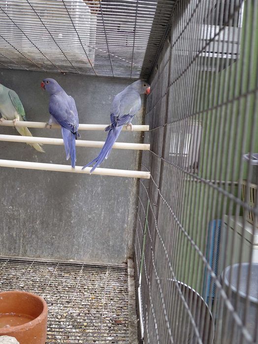 Ring neck Violeta Turquesa/pálido, 2025, macho