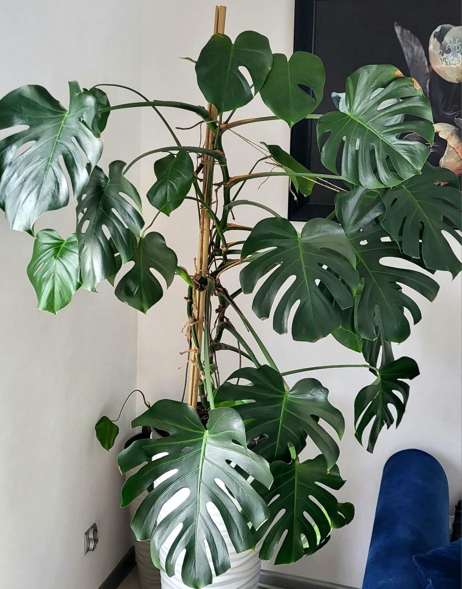 Kwiatek Monstera duża