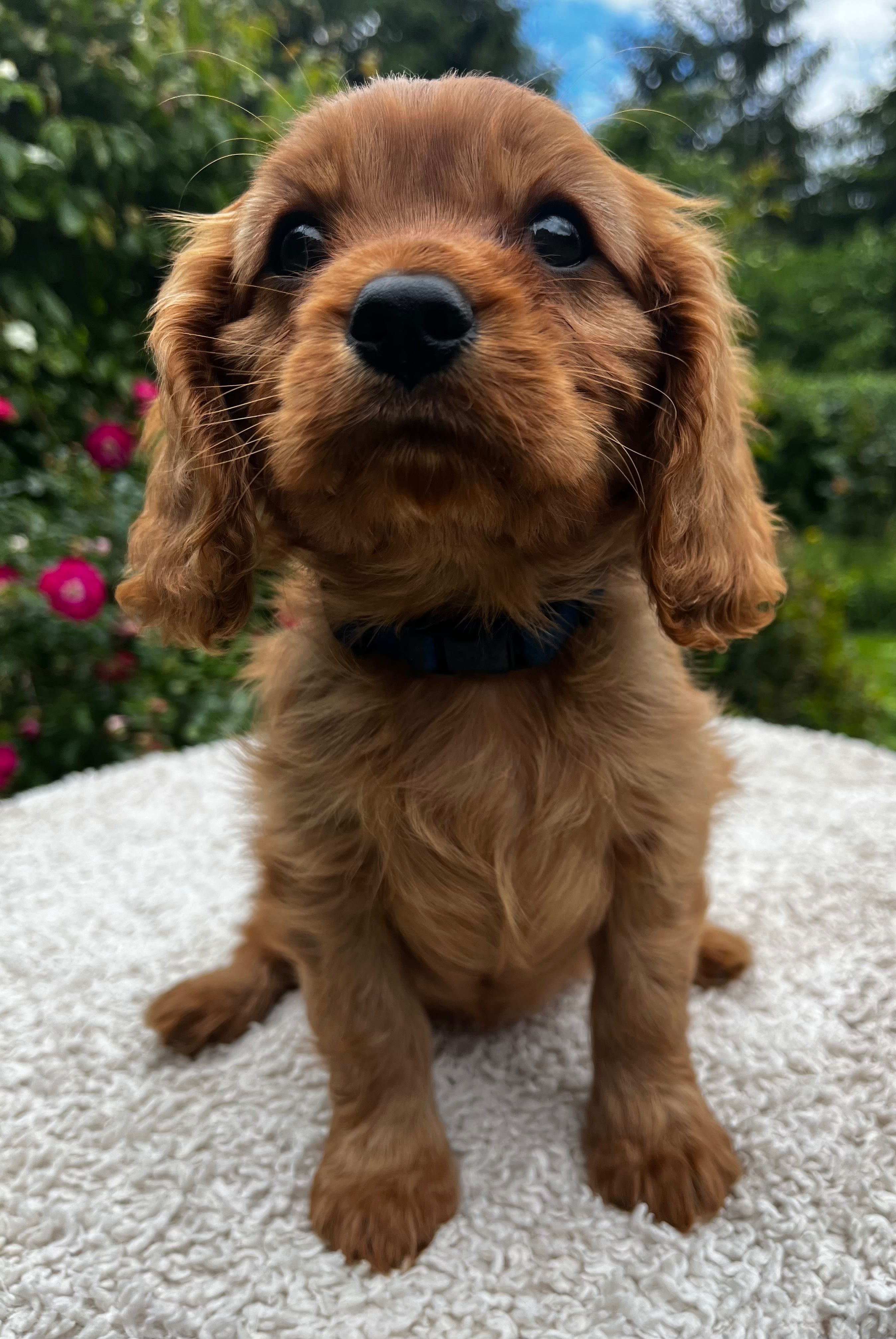 Cavalier King Charles Spaniel rubinowy piesek FCI