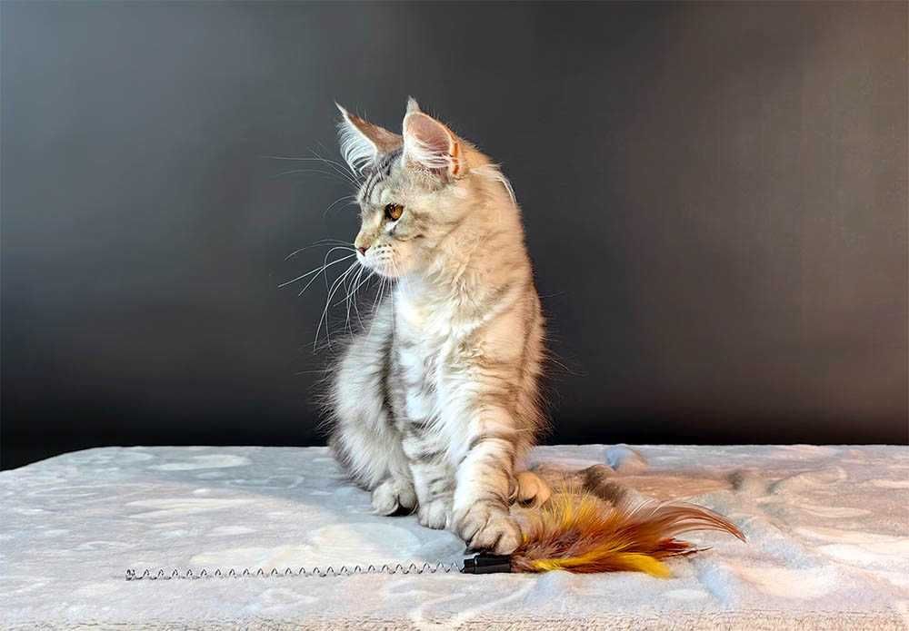 Kotka Maine Coon srebrzysta szylkretka FPL/FIFe gotowa do odbioru