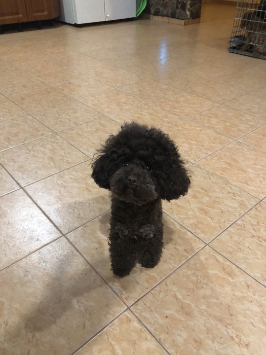 В’язка шоколадний той пудель