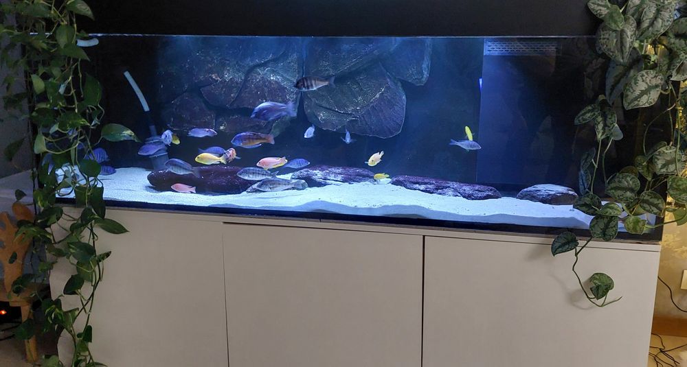 Akwarium 720L 200/60/60 z pełnym wyposażeniem  i szafką