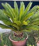 Cica (Cycas revoluta)